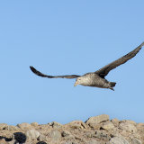 Giant Fulmar