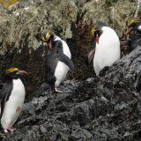 Macaroni Penguins