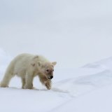 Polar Bear Cub
