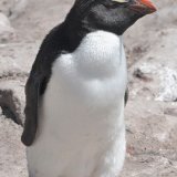 Rock Hopper Penguin