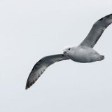 Snow Petrel II