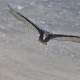 Turkey Vulture