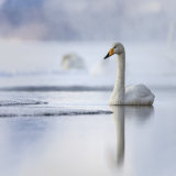 Whooper Swan