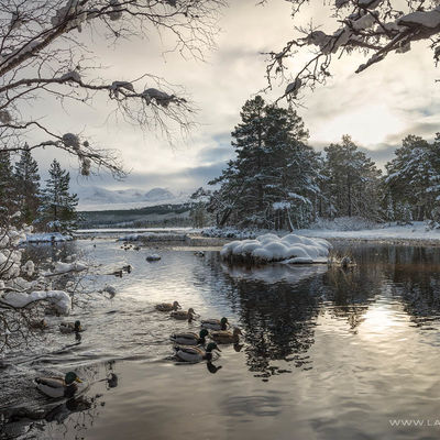 CAIRNGORMS029