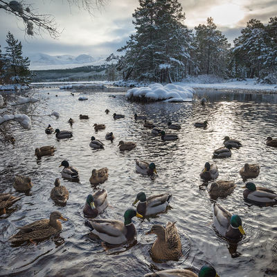 CAIRNGORMS030