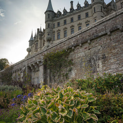 DUNROBIN003