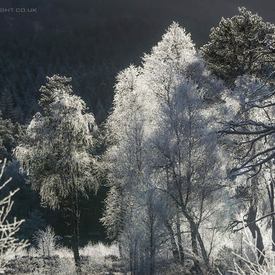 Frosty trees, Glen Moriston