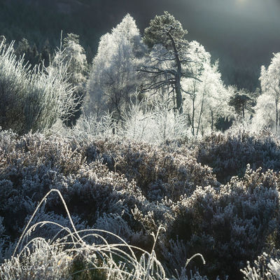 Frosty trees, Glen Moriston