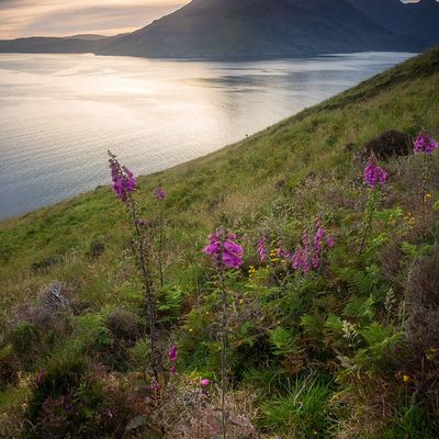 ELGOL020