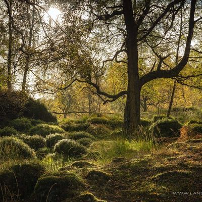 GLENAFFRIC046