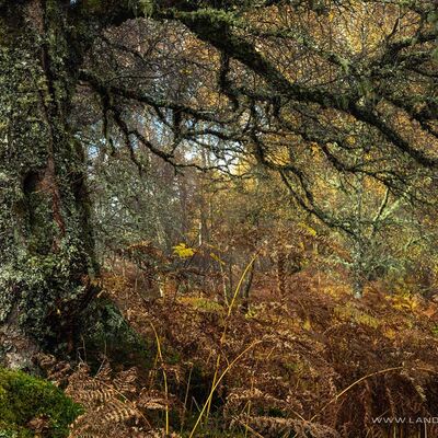 GLENAFFRIC068