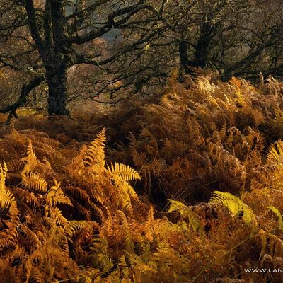 GLENAFFRIC069