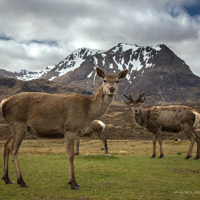 GLENCOE107