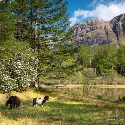 GLENCOE253