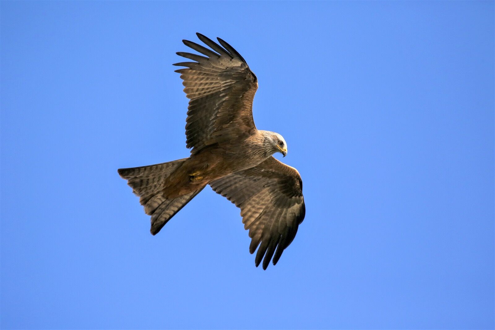Black Kite