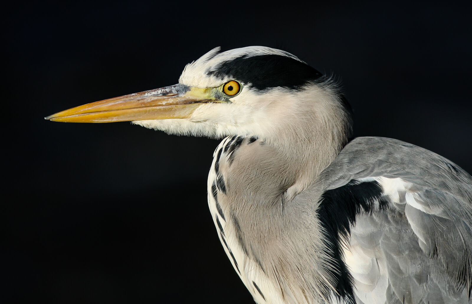 Grey Heron