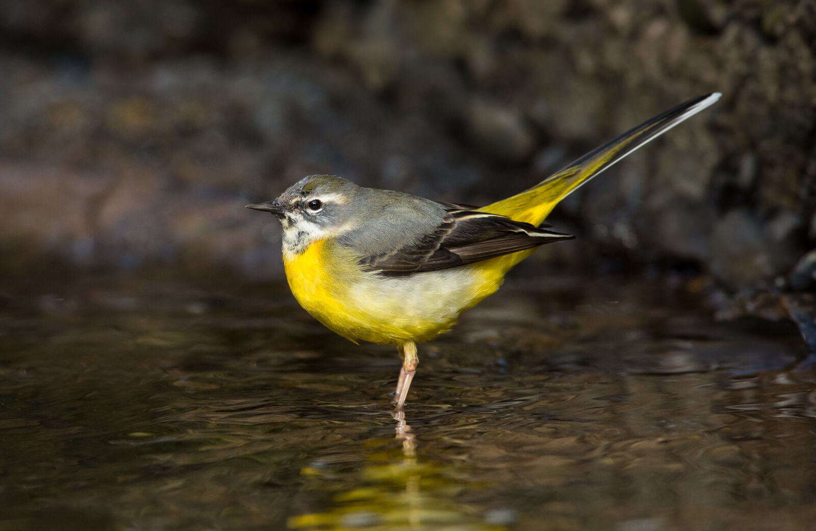 Grey Wagtail
