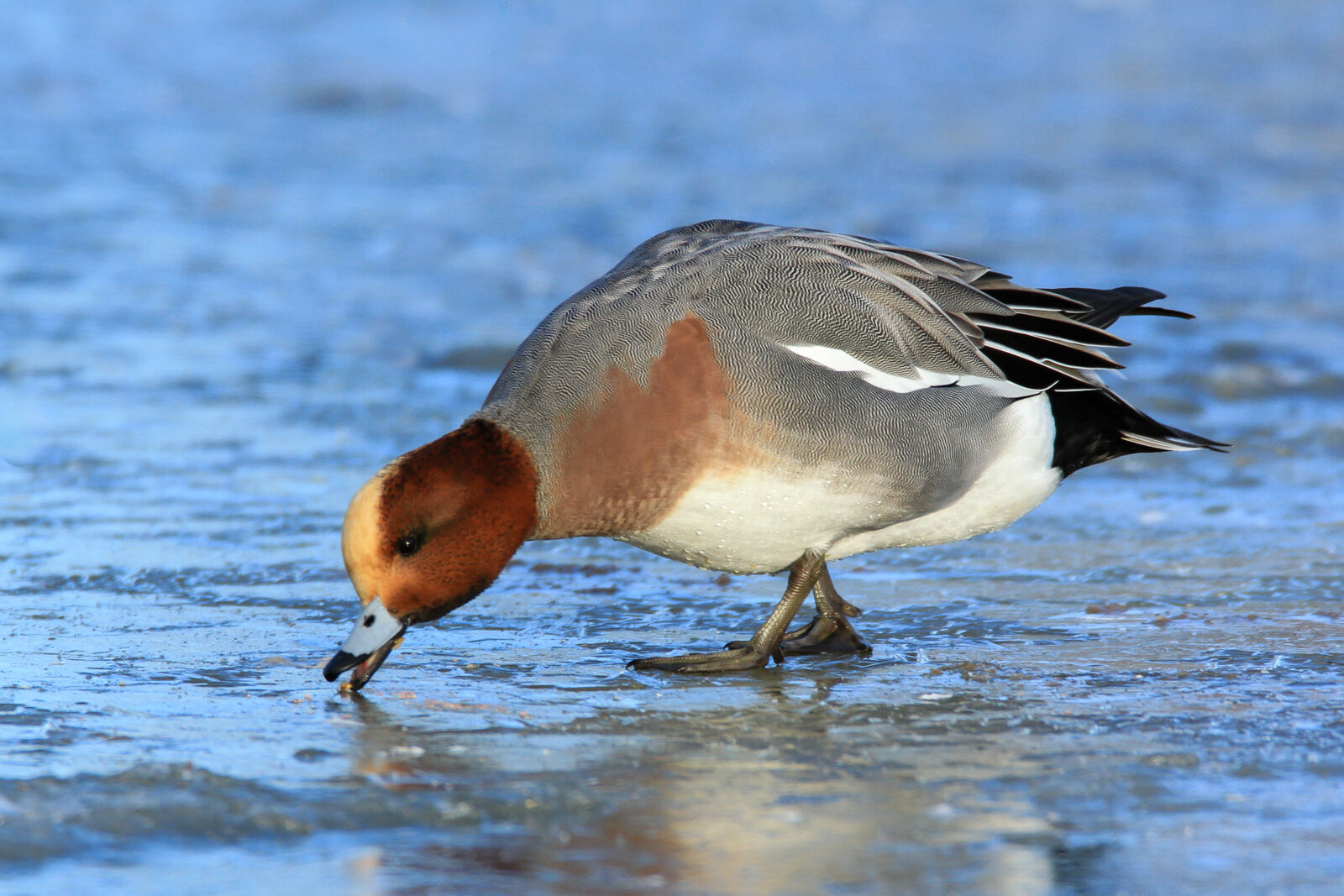 Wigeon on Ice