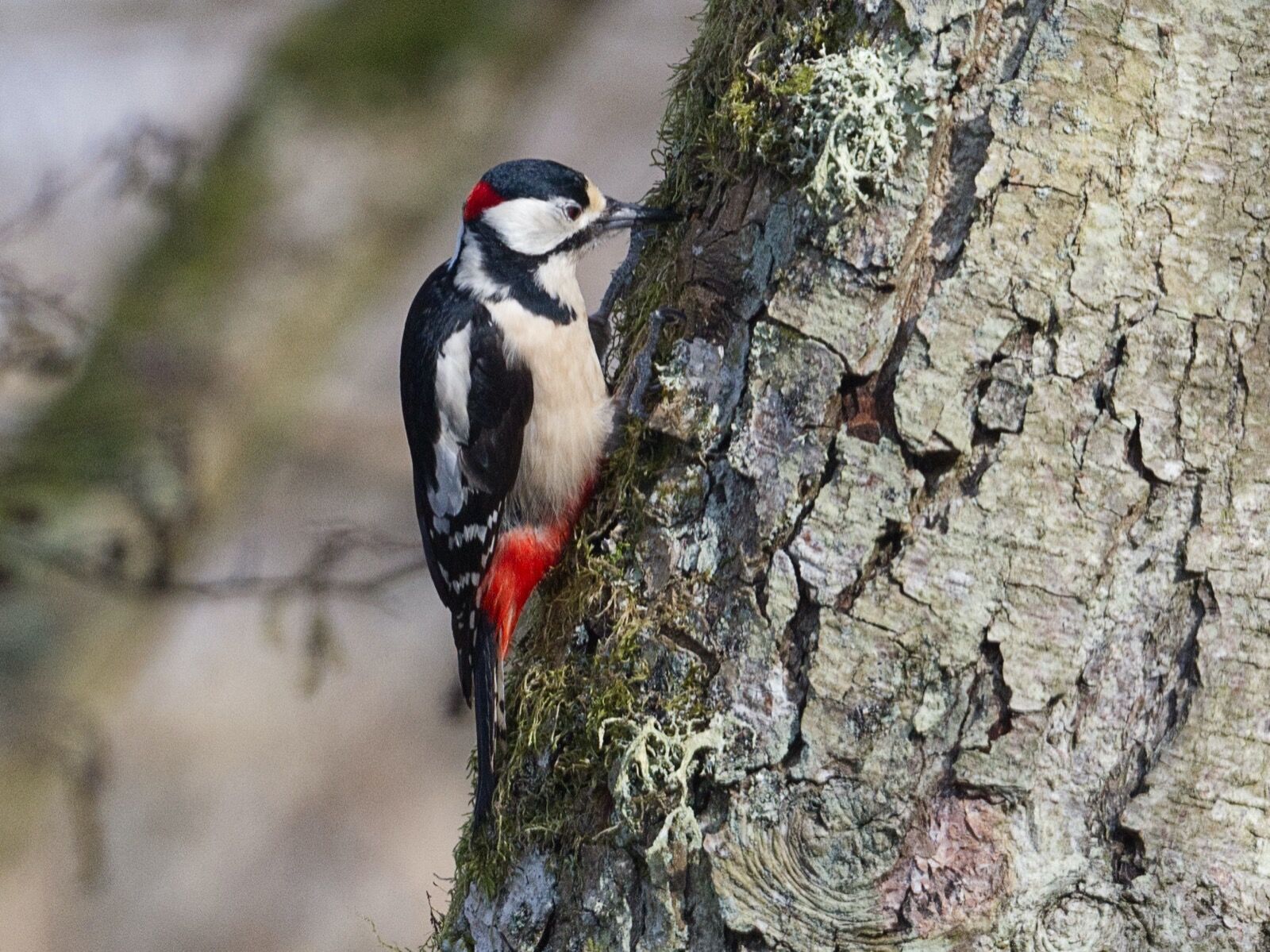 Woodpecker Pecking Wood