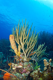 Sponges