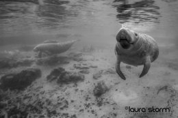 Under Surface Tension