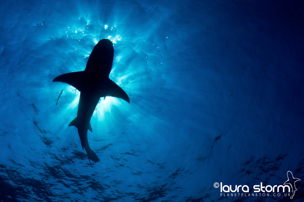 Shark On The Ceiling