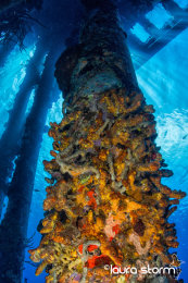 Under the Pier