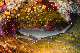 Shark's Garden