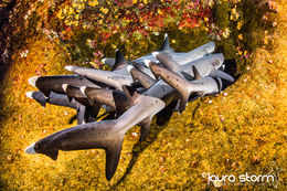 Shark Tale
