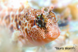 Blenny