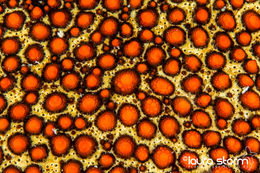 Sea Star Moonscape