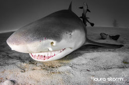 Sand, Shark, Sea