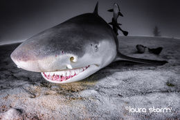 Sand, Shark, Sea