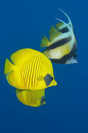 Flight Of The Butterflyfish