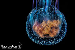 Luminescent Jellyfish