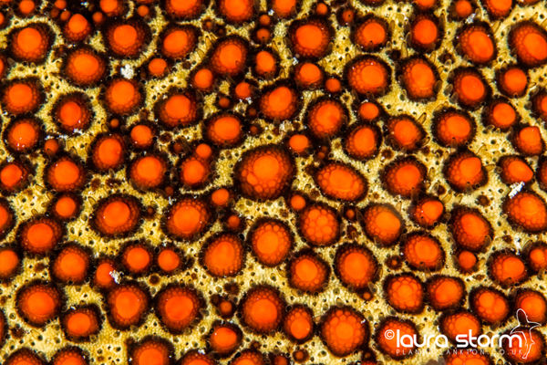 Sea Star Moonscape