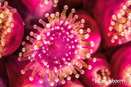 Jewel
