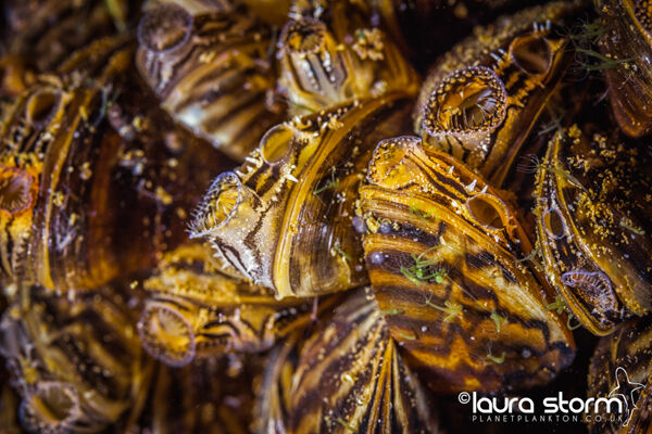 Mussel Colony