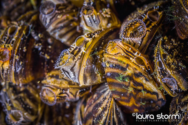 Mussel Colony