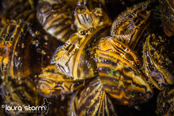 Mussel Colony