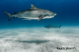 Shark Water