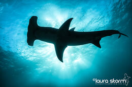 Afterglow - Highly Commended, Shark Photographer of the Year 2025