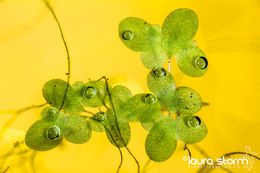 Duckweed Abstract
