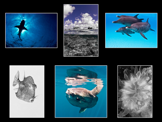 Portfolio in Monochromatics - 2nd Place, Annual Beginners Portfolio Competition. British Society of Underwater Photographers (BSoUP) '14