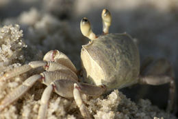 Sand Crab Shuffle