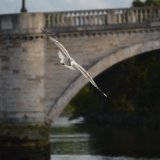 Colours of Richmond