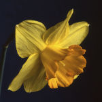 Daff 2