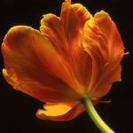 Tulip 6