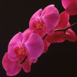 Orchids 12
