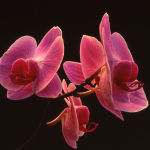 Orchids 8